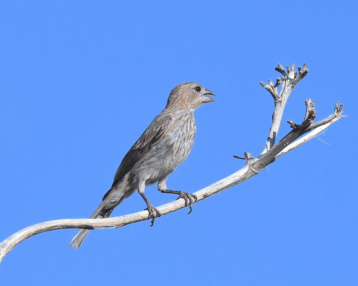 House Finch - ML638776693