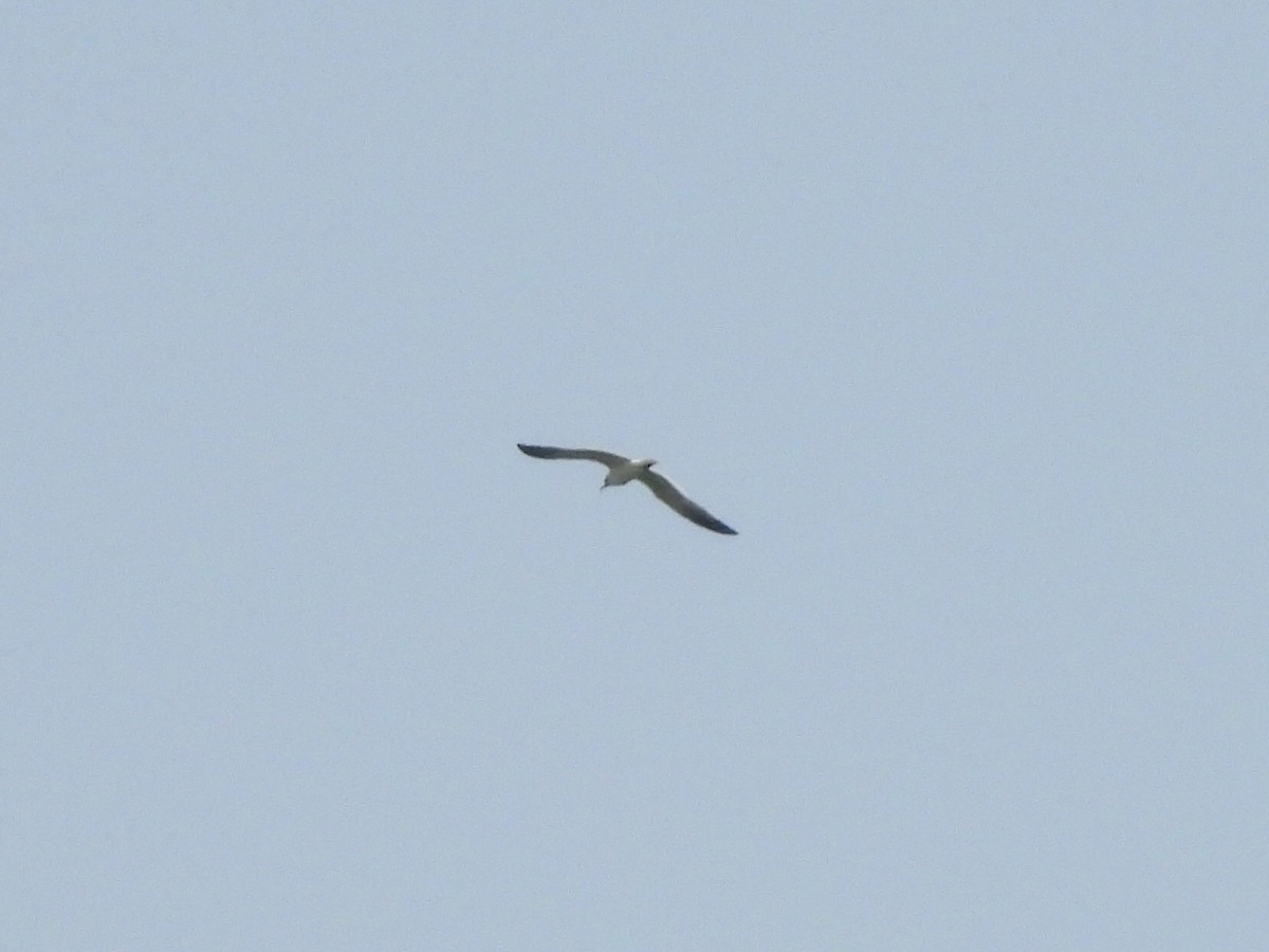 Laughing Gull - ML638776694