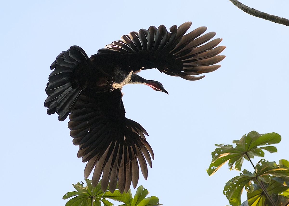 Crested Guan - ML638776696