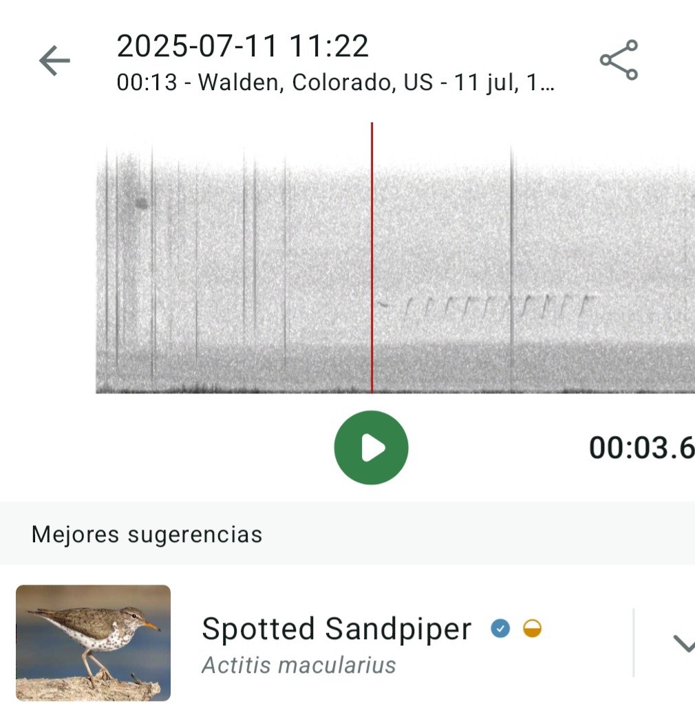 Spotted Sandpiper - ML638776698