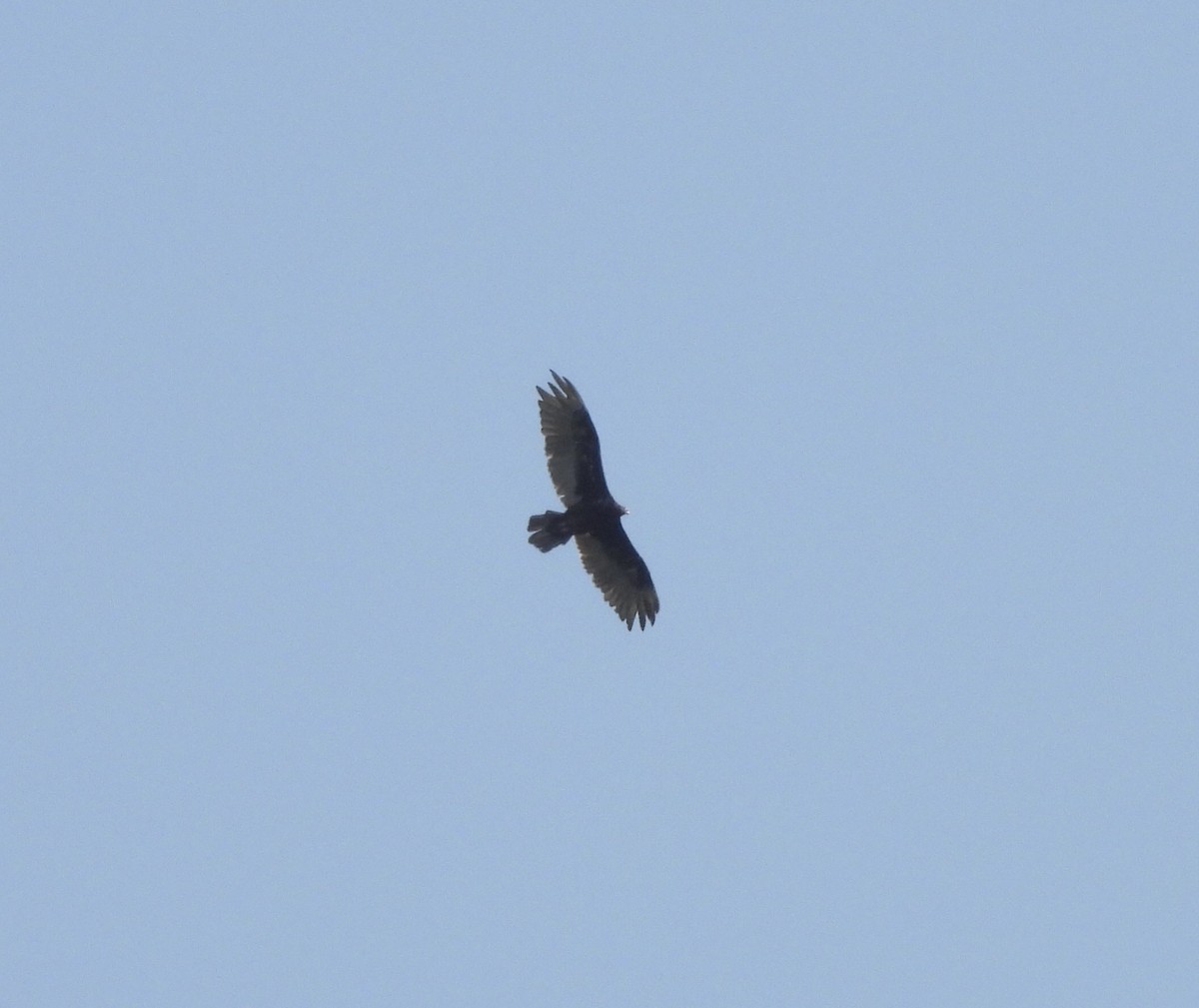 Turkey Vulture - ML638776700