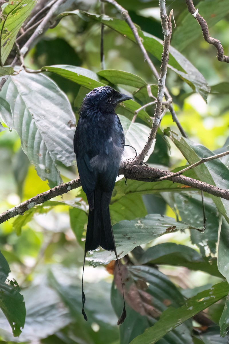 Greater Racket-tailed Drongo - ML638776702