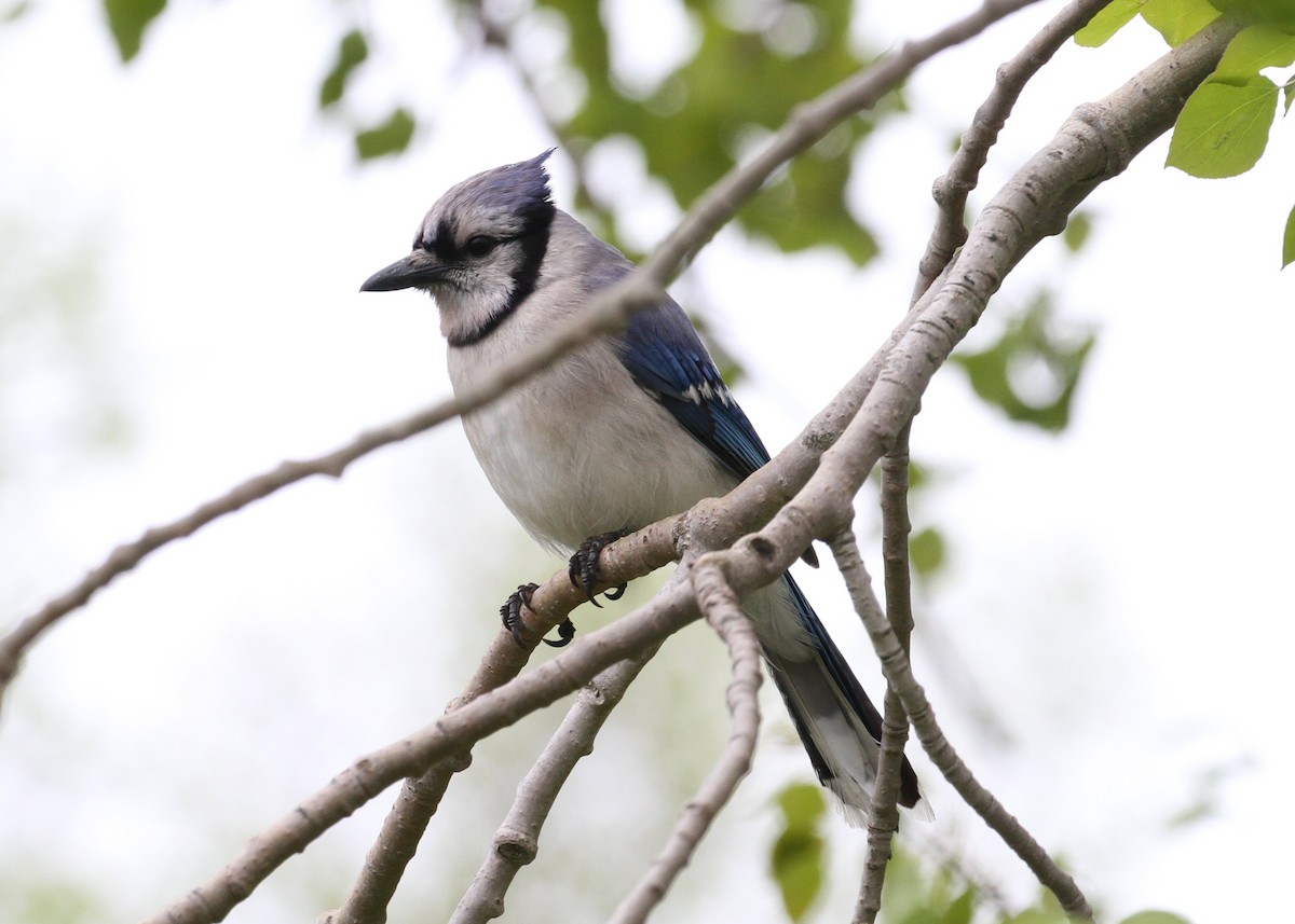 Blue Jay - ML638776703