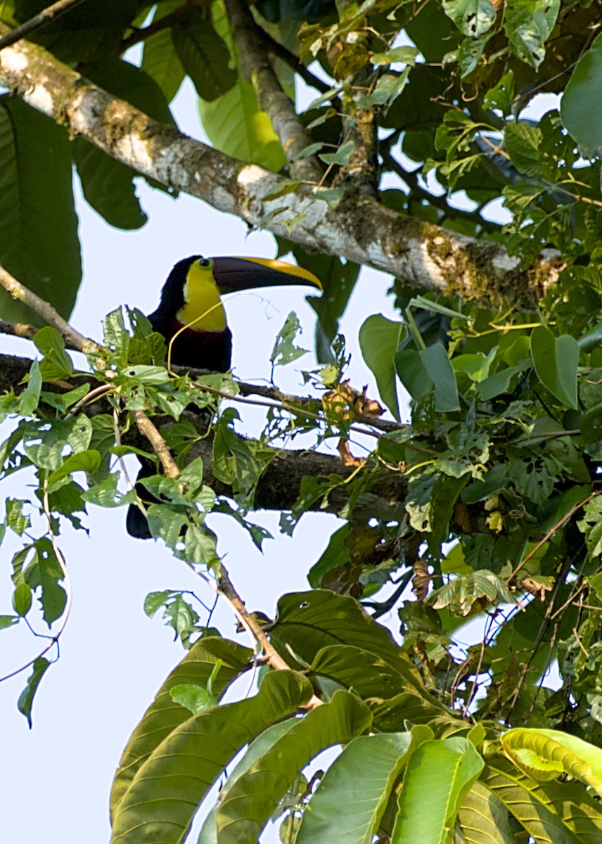 Yellow-throated Toucan - ML638776705
