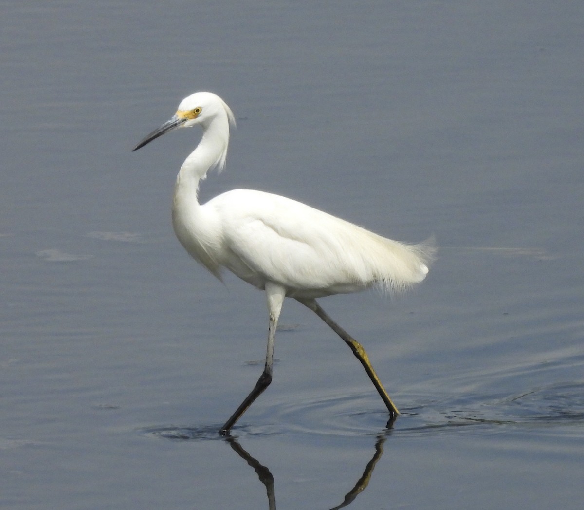 Snowy Egret - ML638776707