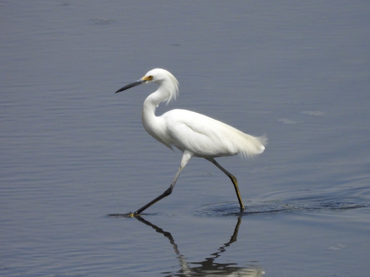 Snowy Egret - ML638776708
