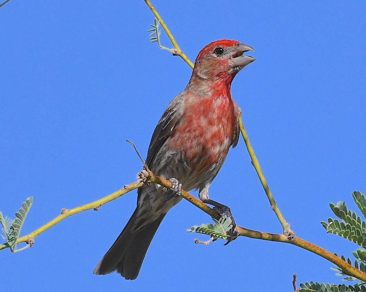 House Finch - ML638776711