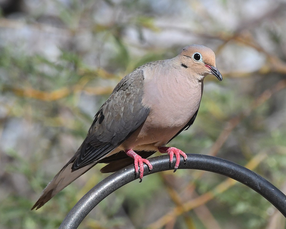 Mourning Dove - ML638776731