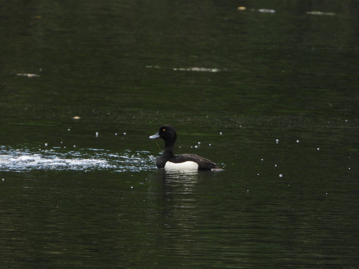 鳳頭潛鴨 - ML638776755