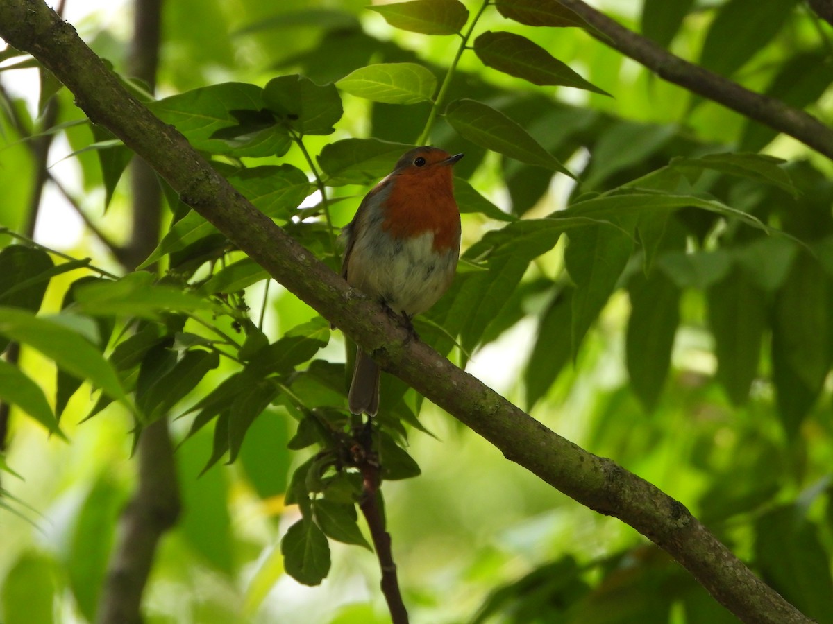 European Robin - ML638776769