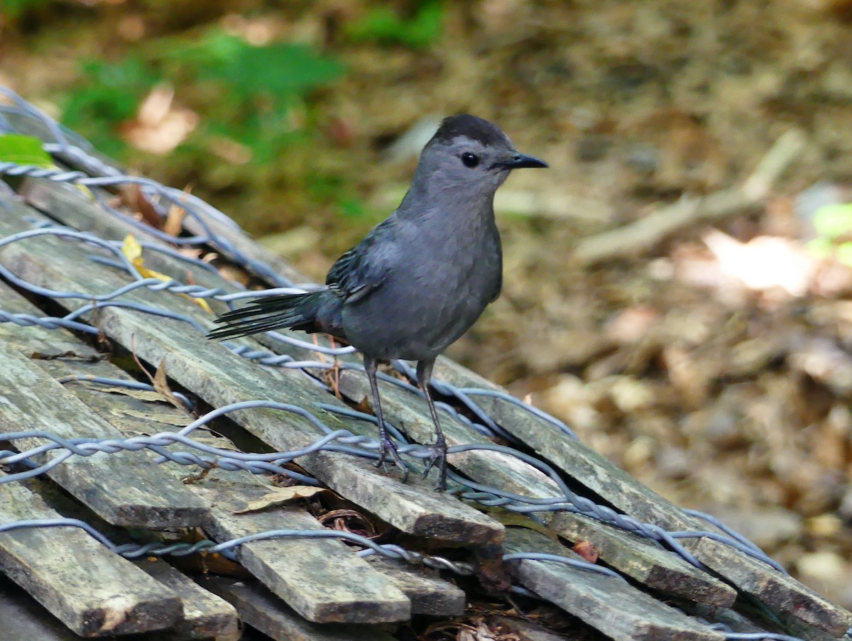 Gray Catbird - ML638776815
