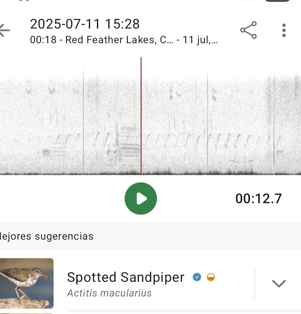 Spotted Sandpiper - ML638776817