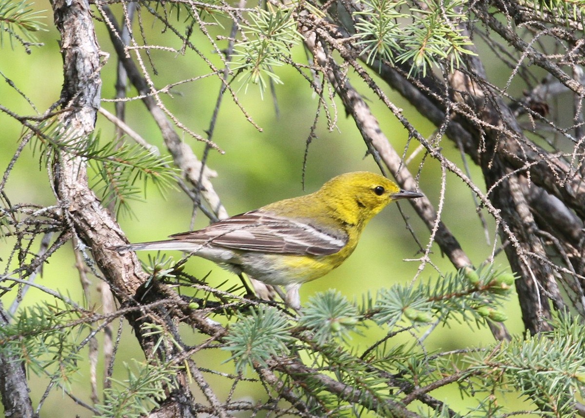 Pine Warbler - ML638776846