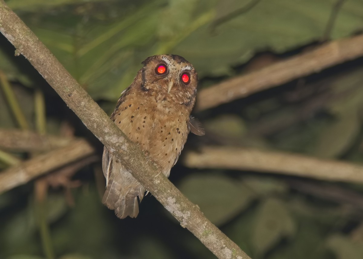 Reddish Scops-Owl - ML638776860