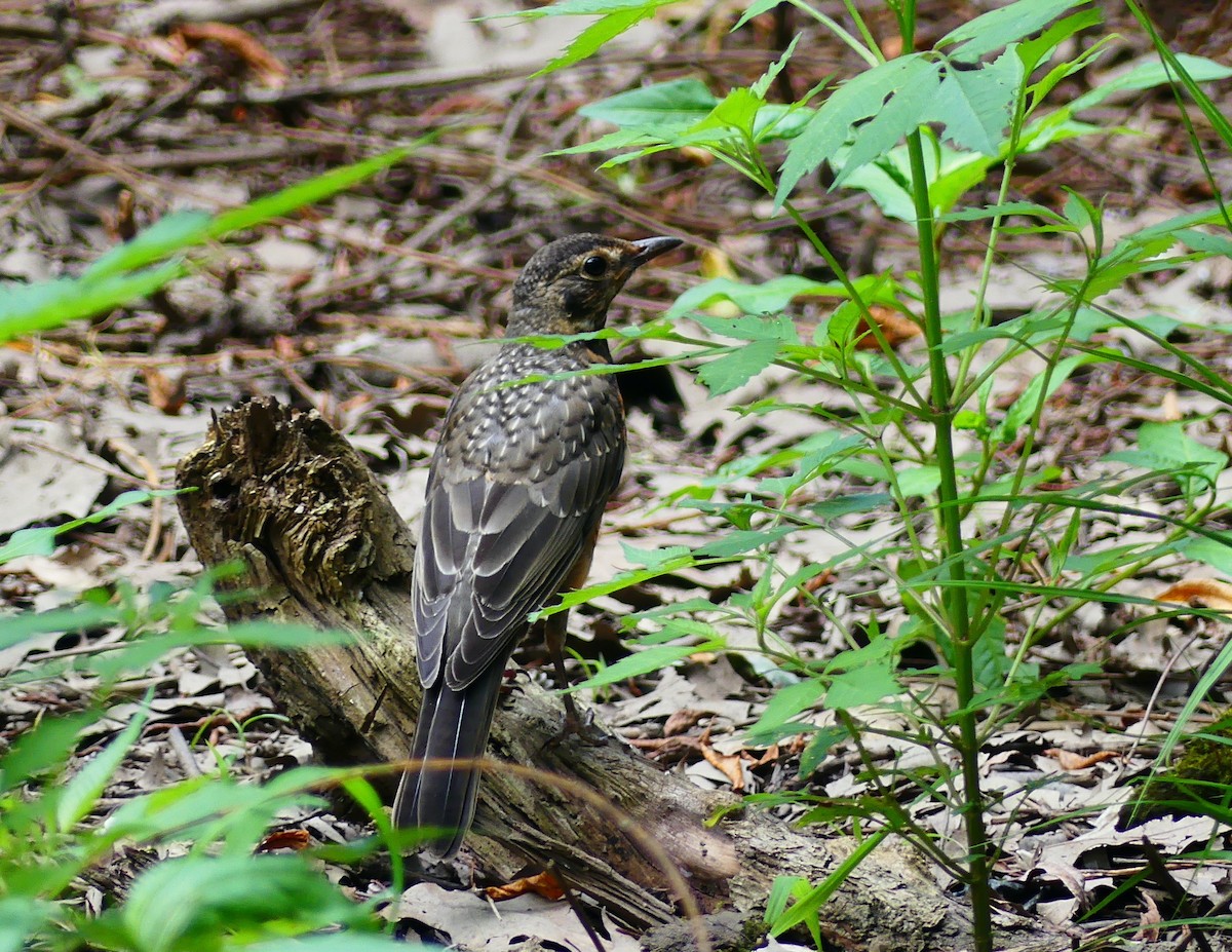 American Robin - ML638776900