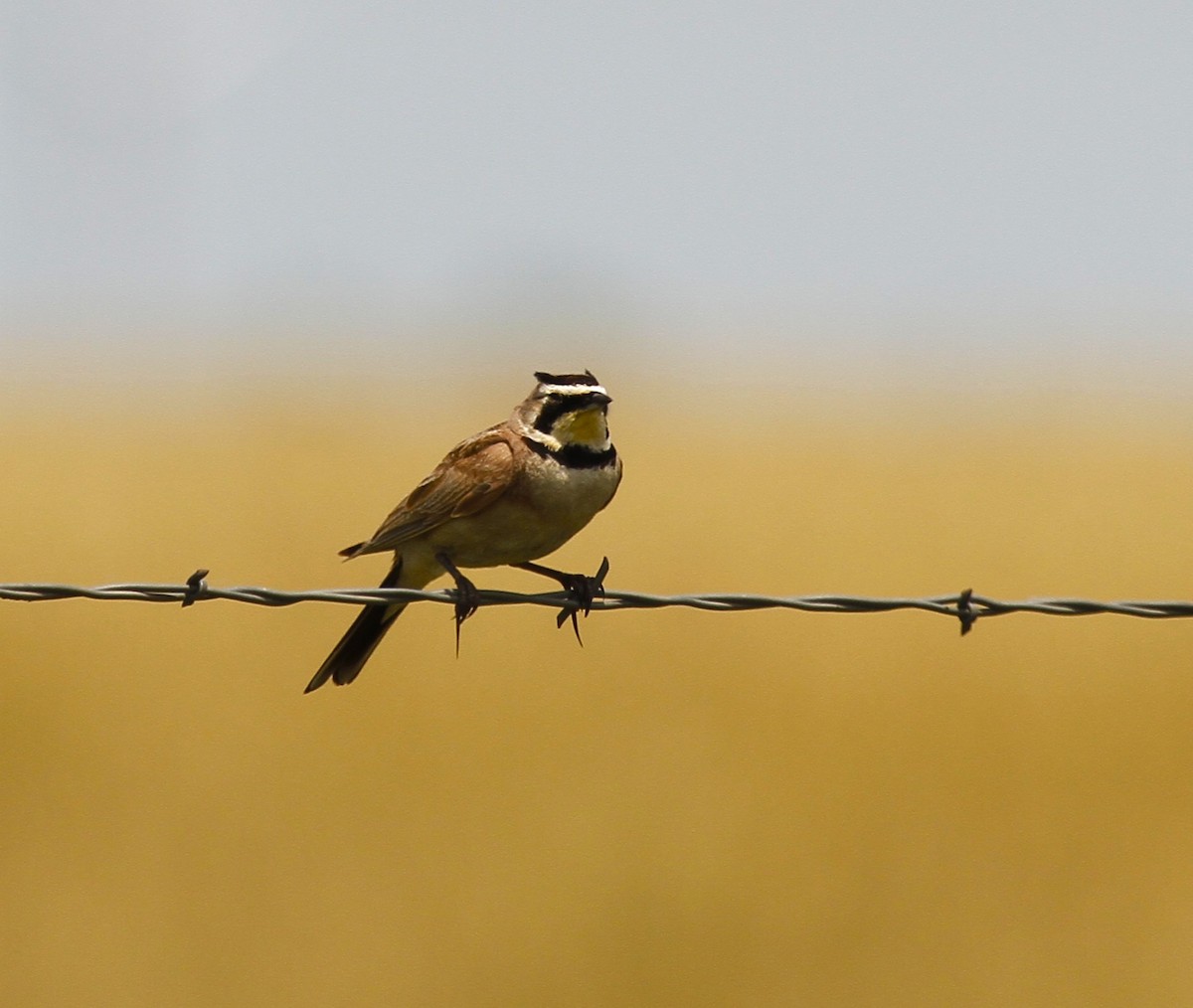 Horned Lark - ML638776909