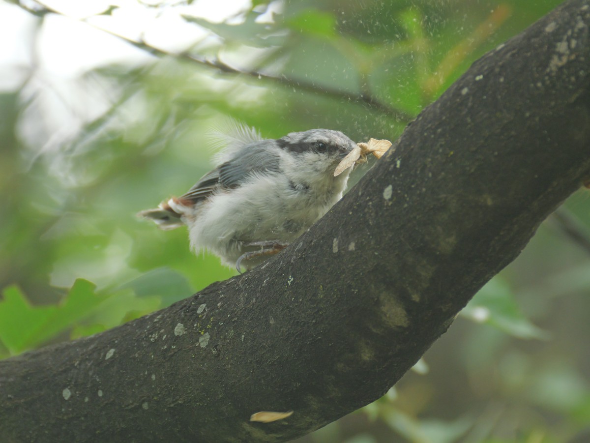 ゴジュウカラ - ML638776921