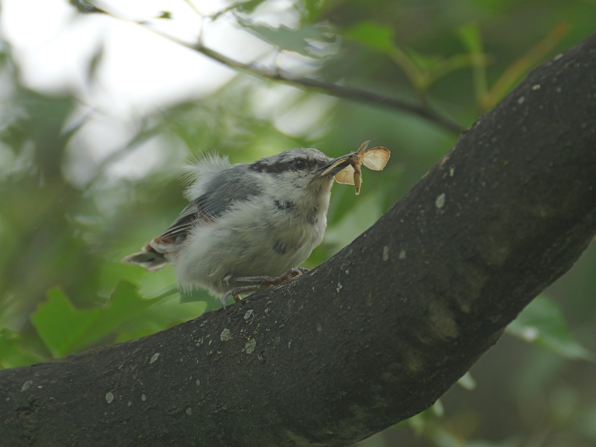 ゴジュウカラ - ML638776922
