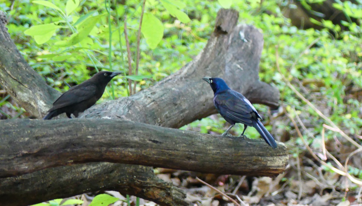 Common Grackle - ML638776959