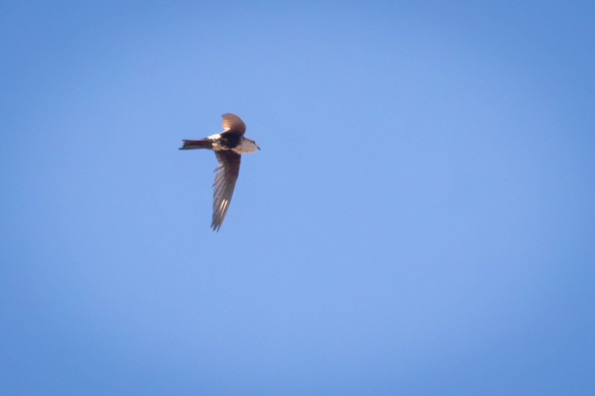 White-throated Swift - ML638776984