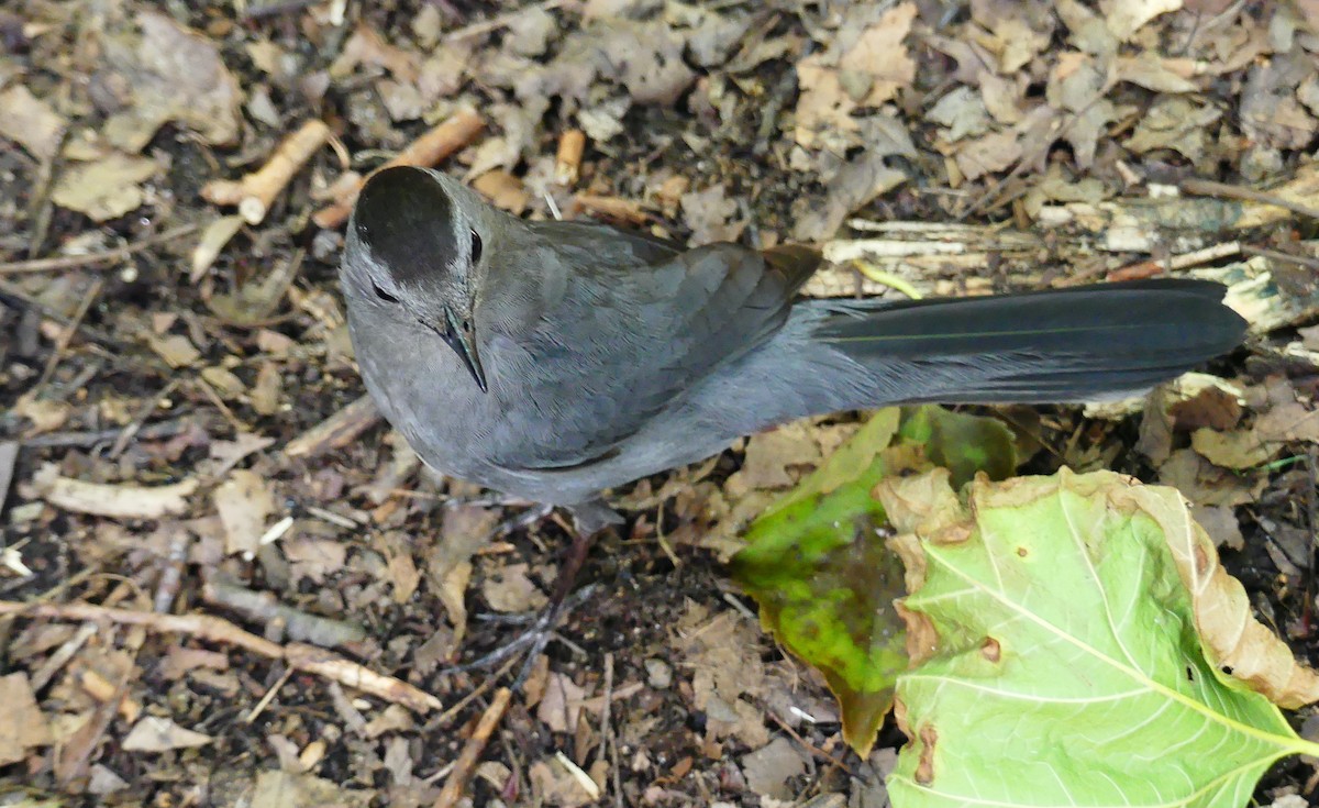 Gray Catbird - ML638776992