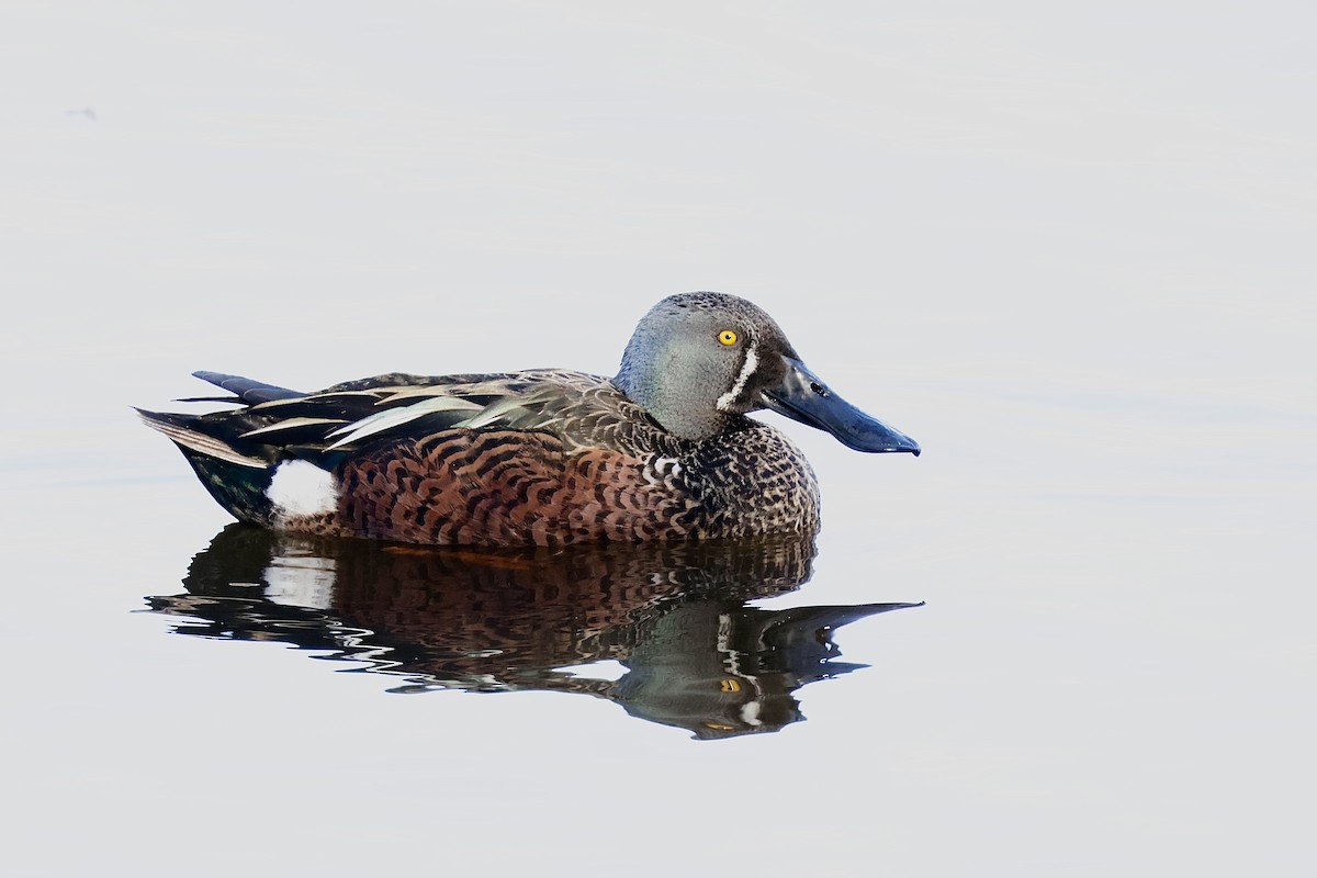 Australasian Shoveler - ML638777015