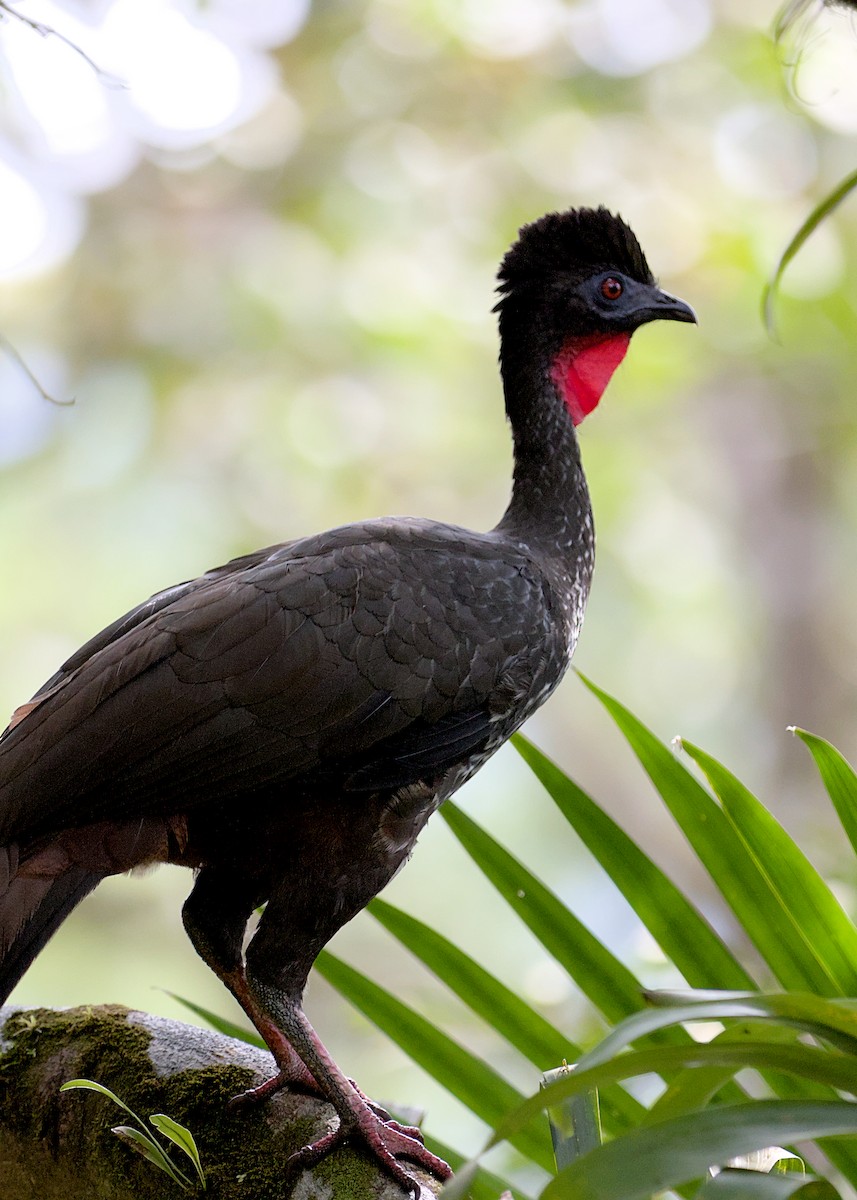 Crested Guan - ML638777021