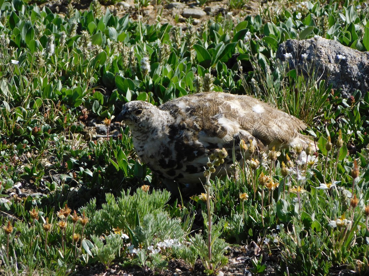 White-tailed Ptarmigan - ML638777025