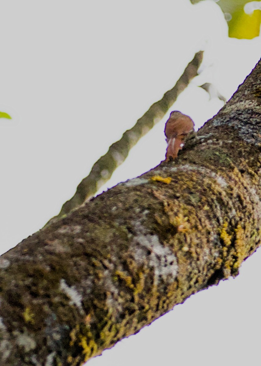 Streak-headed Woodcreeper - ML638777036