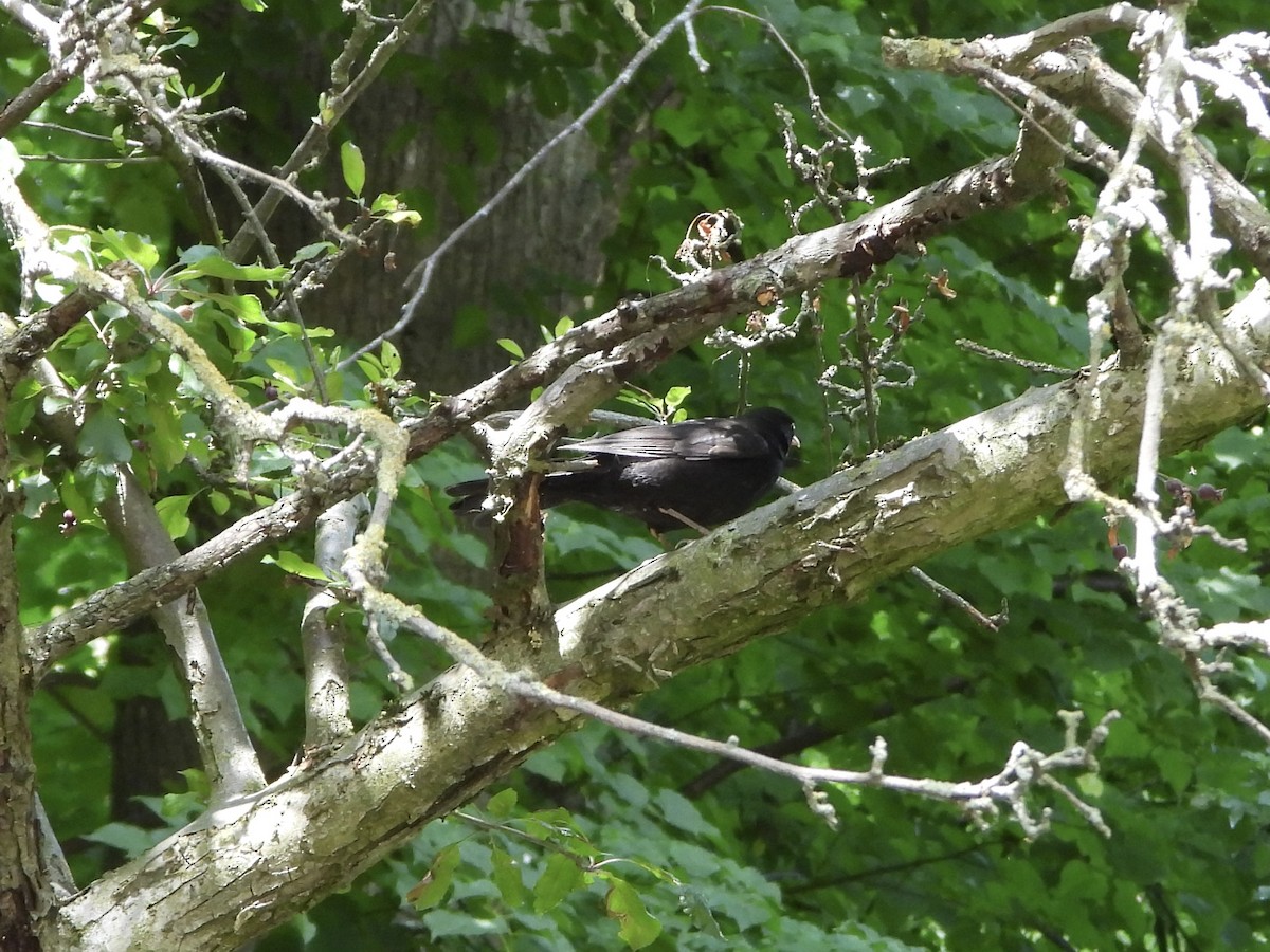 Eurasian Blackbird - ML638777053