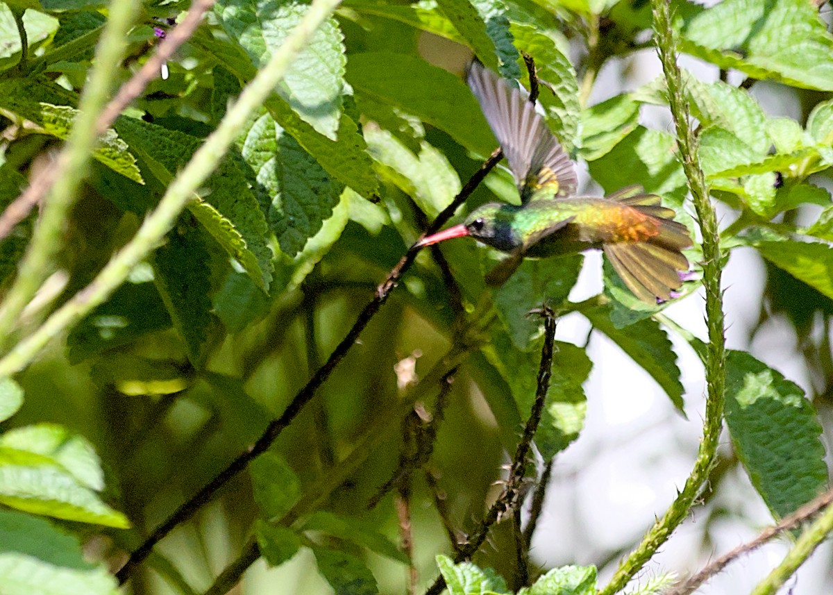 Rufous-tailed Hummingbird - ML638777055