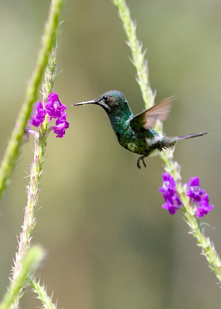 Green Thorntail - ML638777074