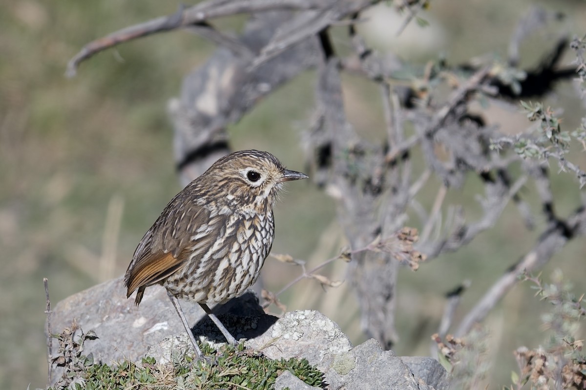 Stripe-headed Antpitta - ML638777076