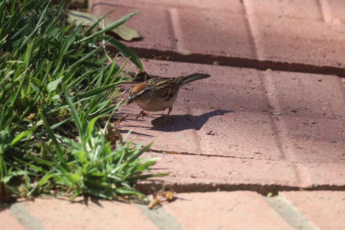Chipping Sparrow - ML638777092
