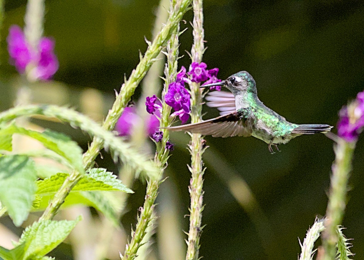 Violet-headed Hummingbird - ML638777105
