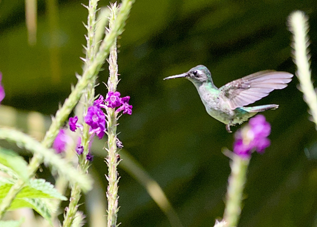 Violet-headed Hummingbird - ML638777106