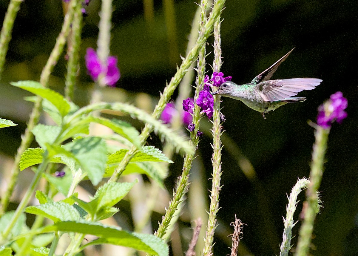 Violet-headed Hummingbird - ML638777108