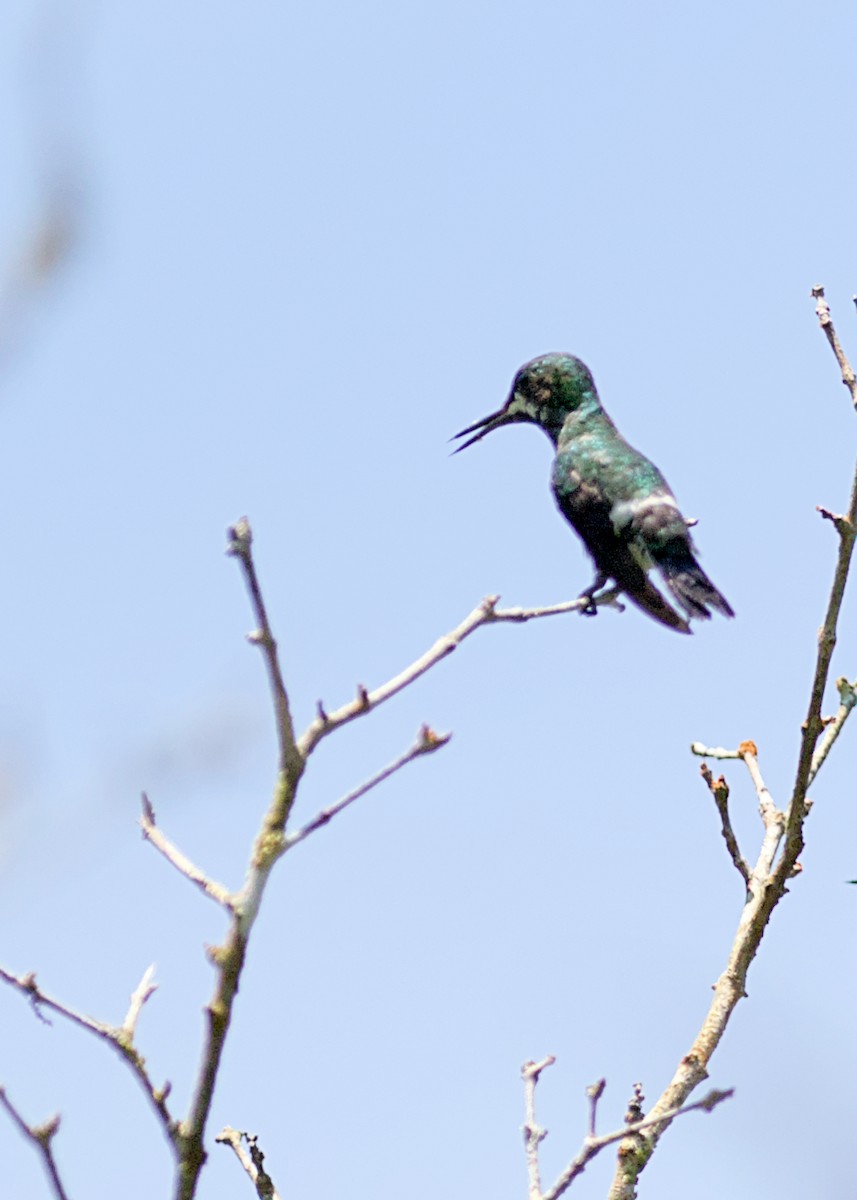 Green Thorntail - ML638777114