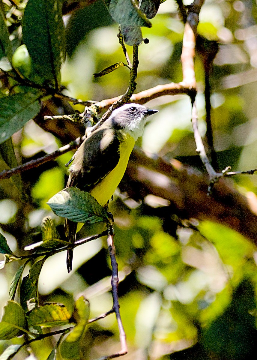 Social Flycatcher - ML638777131