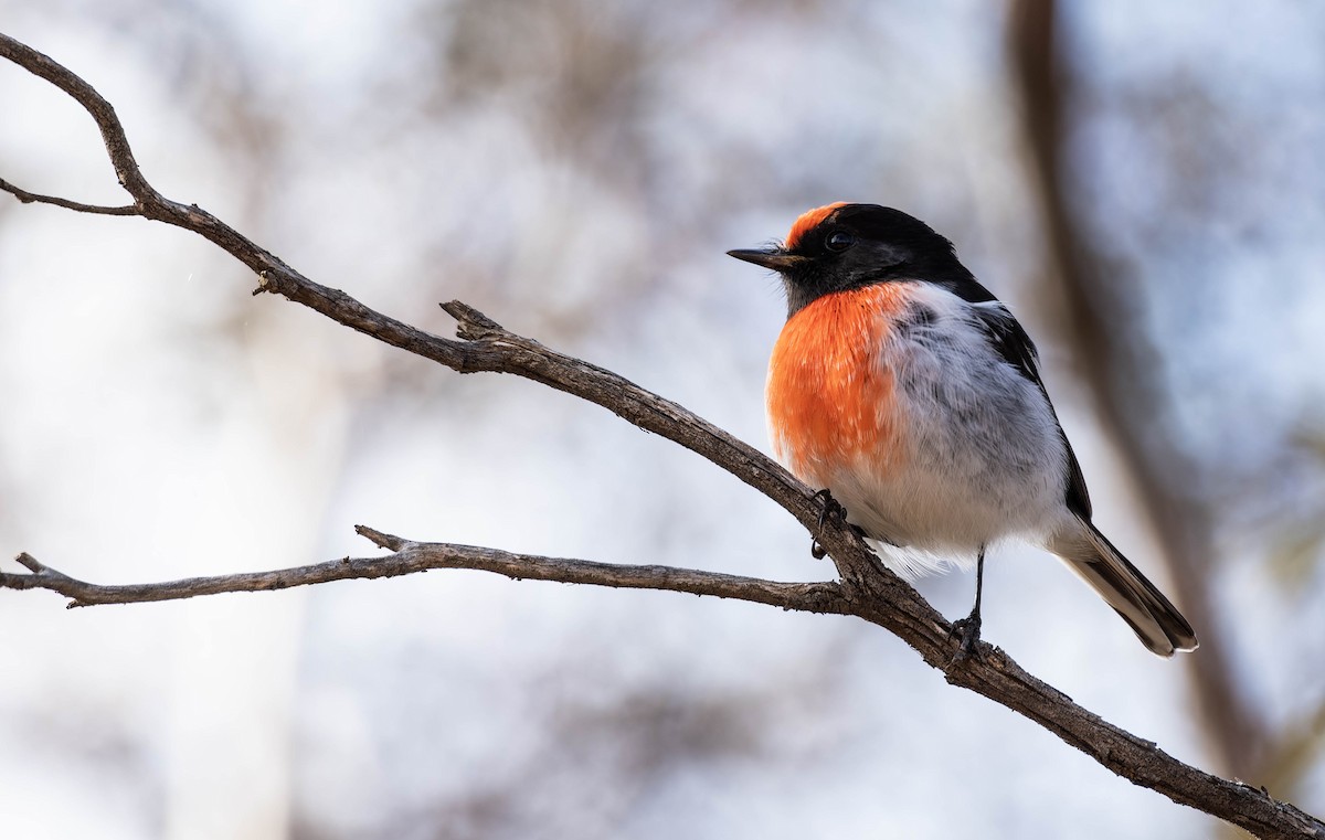 Red-capped Robin - ML638777142