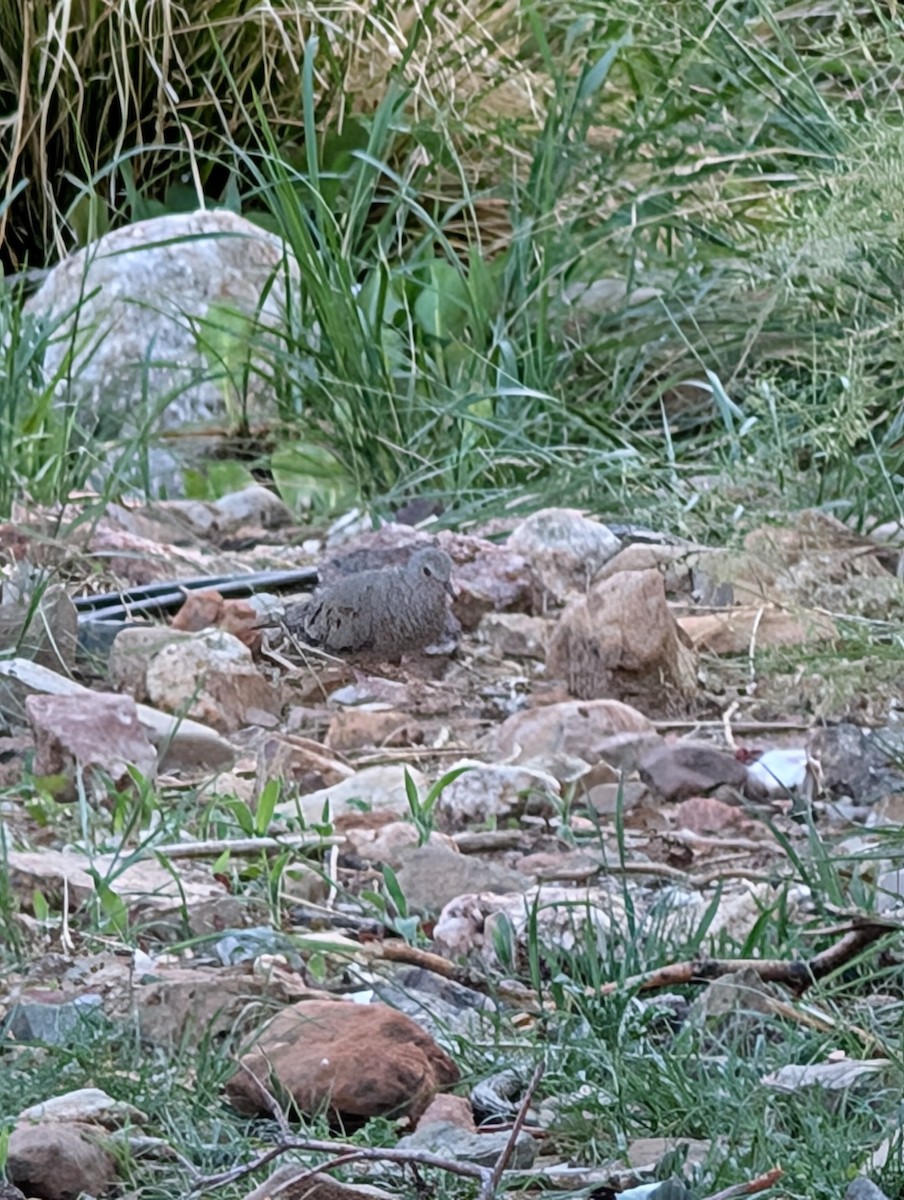 holoubek vrabčí - ML638777146
