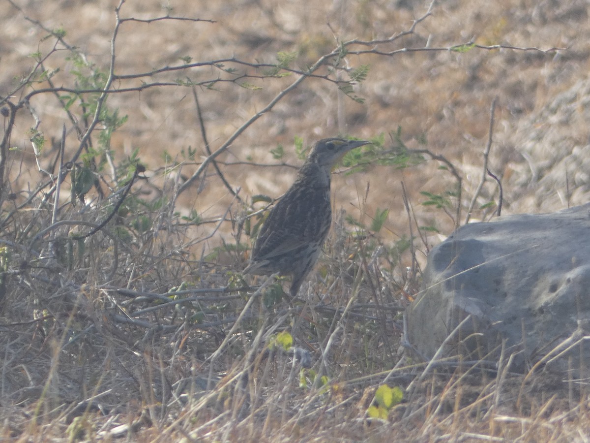 Eastern Meadowlark (Cuban) - ML638777150
