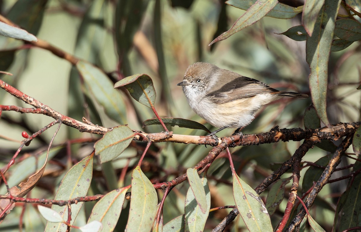 Chestnut-rumped Thornbill - ML638777159