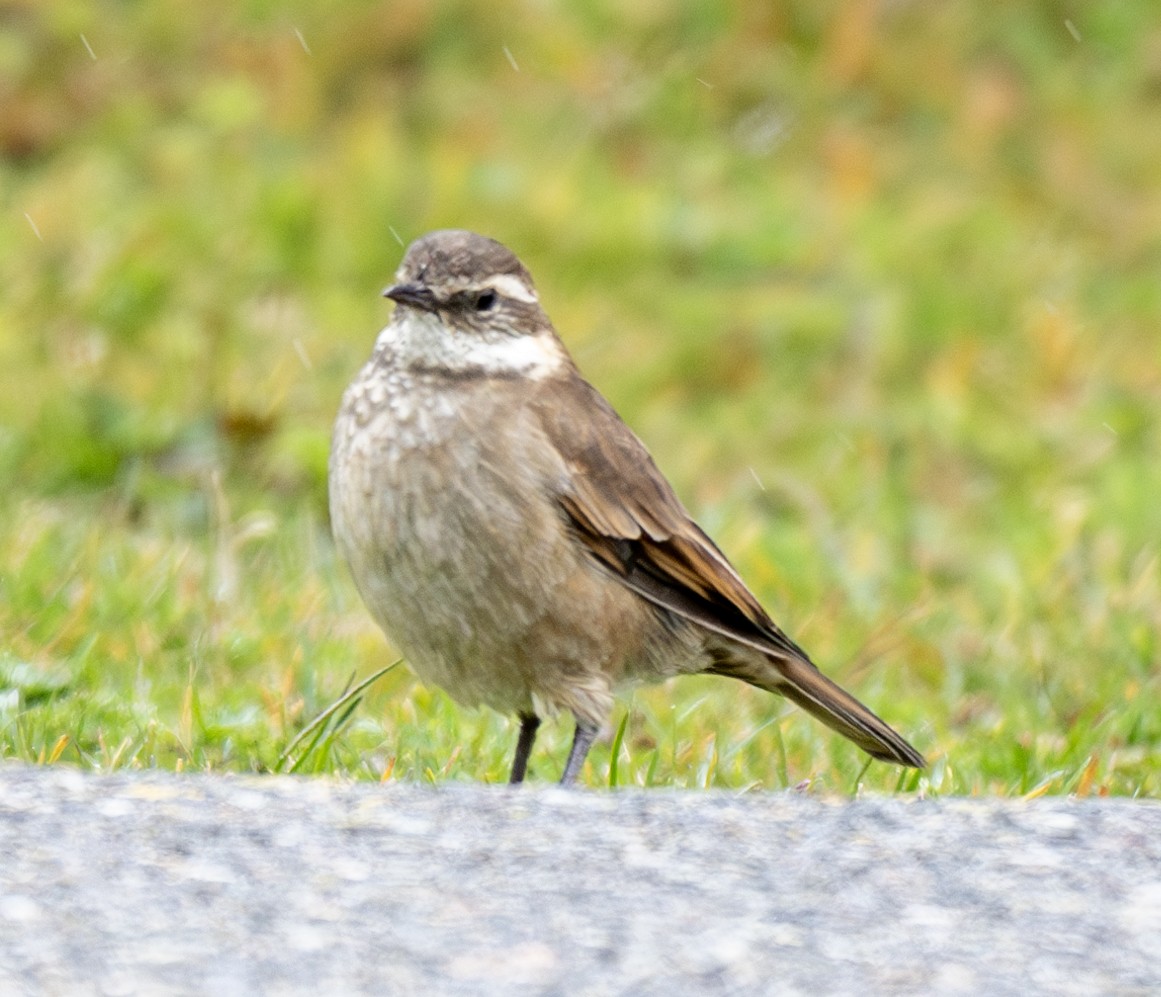 Chestnut-winged Cinclodes - ML638777167