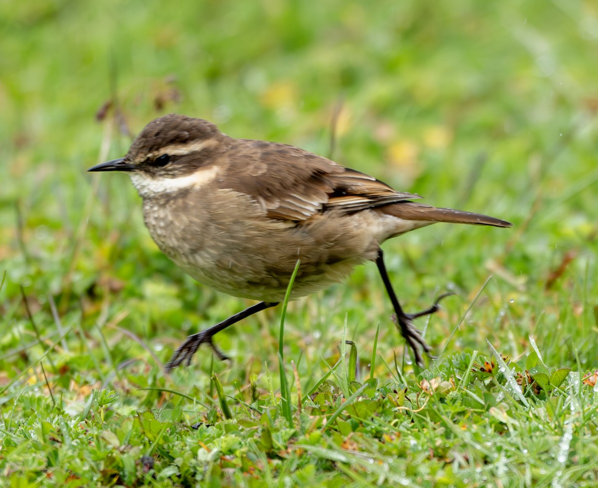 Chestnut-winged Cinclodes - ML638777168