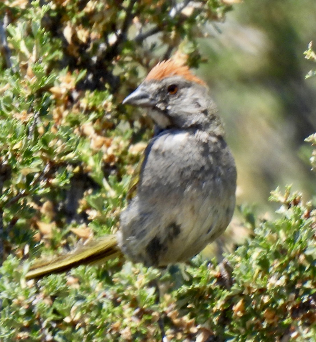 Green-tailed Towhee - ML638777172