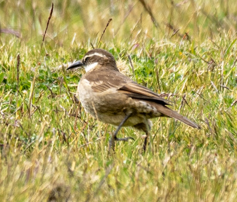 Stout-billed Cinclodes - ML638777173