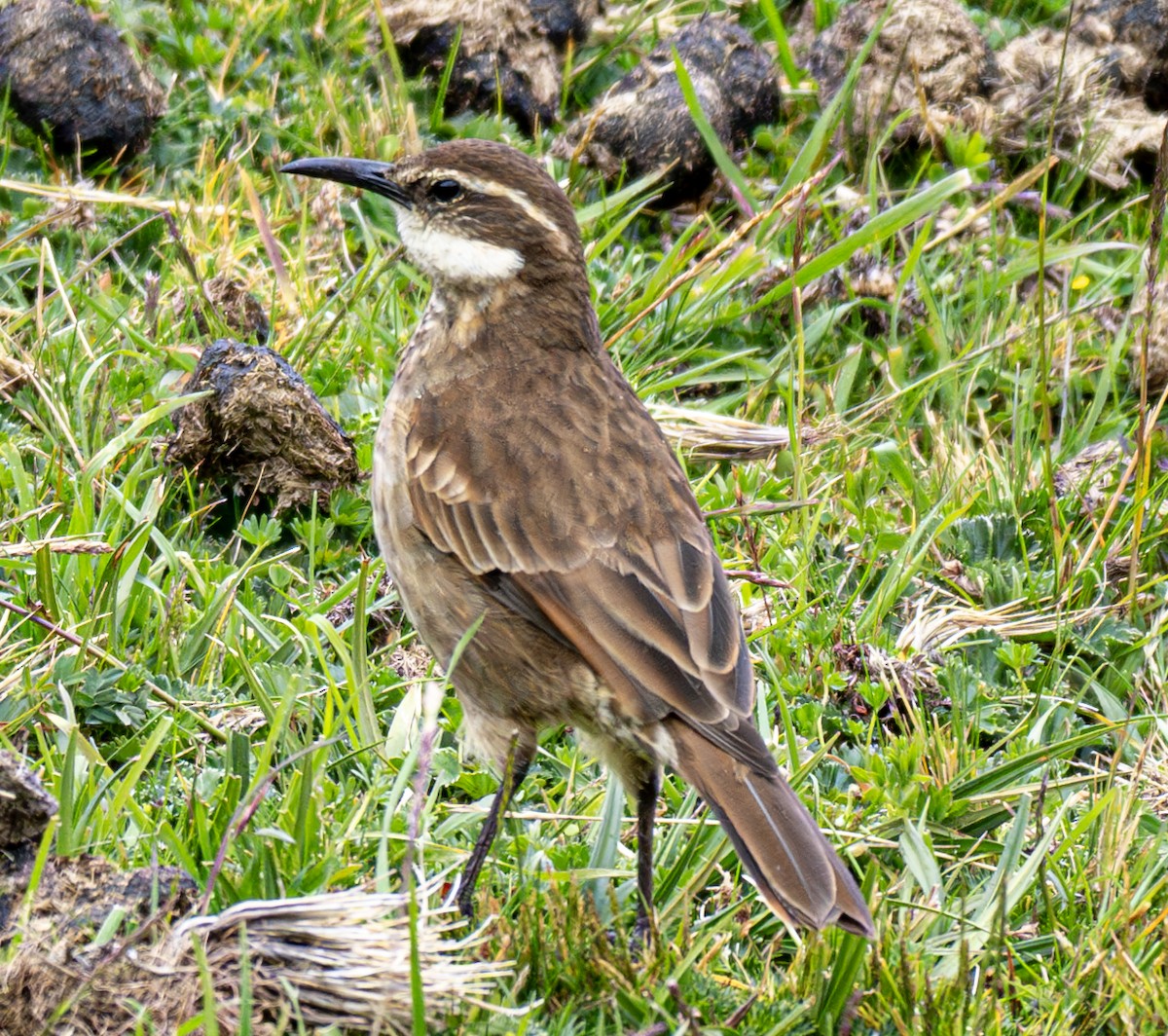 Stout-billed Cinclodes - ML638777174