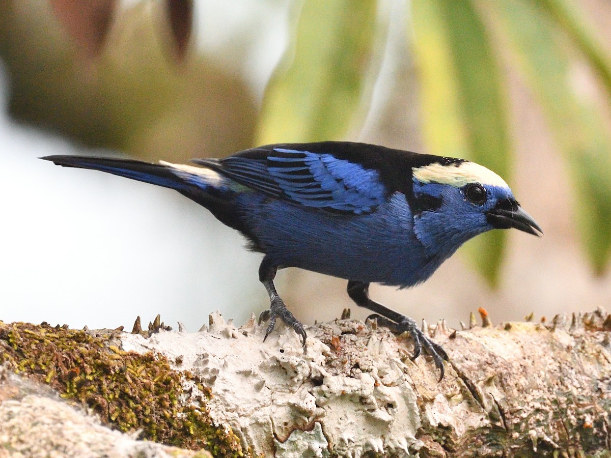 Opal-crowned Tanager - ML638777177