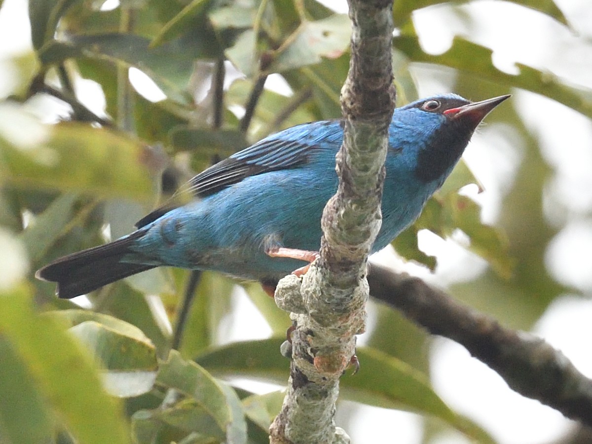 Blue Dacnis - ML638777178